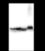 Anti-Aldolase A Rabbit mAb