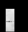 Anti-Caspase-6 Rabbit mAb