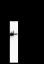 Anti-Albumin Mouse mAb