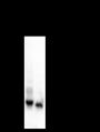Anti-Myosin Light Chain 3 Mouse mAb