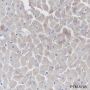 Anti-Myosin Light Chain 3 Mouse mAb