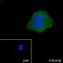 Anti-Keratin 19 Mouse mAb