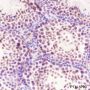 Anti-SF1 Rabbit mAb