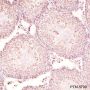 Anti-SF1 Rabbit mAb