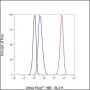 Anti-SATB1 Rabbit mAb