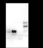 Anti-Chromogranin A Rabbit mAb
