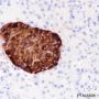 Anti-Chromogranin A Rabbit mAb