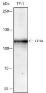Anti-CD34 Rabbit mAb