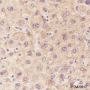 Anti-GCK Mouse mAb
