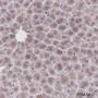 Anti-GCK Mouse mAb