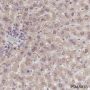 Anti-GCK Mouse mAb
