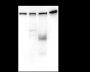 Anti-BRG1 Mouse mAb