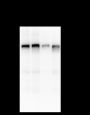 Anti-IKK alpha Rabbit mAb