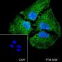Anti-IKK alpha Rabbit mAb