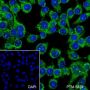 Anti-IKK alpha Rabbit mAb
