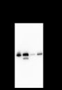Anti-AMPK beta 1 Rabbit mAb