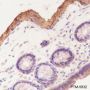 Anti-AMPK beta 1 Rabbit mAb