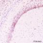 Anti-BMAL1 Rabbit mAb