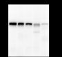 Anti-MCM2 Rabbit mAb