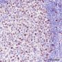Anti-MCM2 Rabbit mAb