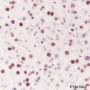 Anti-MCM2 Rabbit mAb