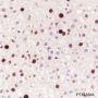 Anti-MCM2 Rabbit mAb
