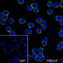 Anti-CGA / hCG alpha Rabbit mAb