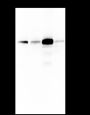 Anti-P4HA1 Mouse mAb
