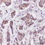 Anti-P4HA1 Mouse mAb