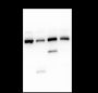 Anti-LDL Receptor Mouse mAb
