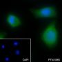 Anti-FABP5 Mouse mAb