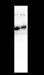 Anti-ATG5 Rabbit mAb