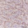 Anti-ATG5 Rabbit mAb