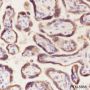Anti-ATG5 Rabbit mAb