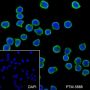 Anti-ATG5 Rabbit mAb