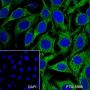 Anti-ATG5 Rabbit mAb