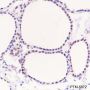 Anti-PAX8 Rabbit mAb