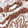 Anti-MEK1 Rabbit mAb