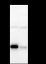 Anti-MPTX Rabbit mAb