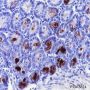 Anti-MPTX Rabbit mAb