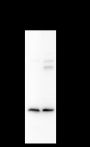 Anti-PGAM1 Rabbit mAb