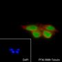 Anti-PGAM1 Rabbit mAb