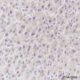 Anti-PRMT5 Rabbit mAb
