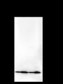 Anti-NDUFB8 Mouse mAb