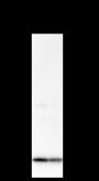 Anti-COX IV Mouse mAb