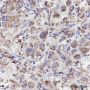 Anti-COX IV Mouse mAb