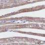 Anti-COX IV Mouse mAb