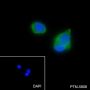 Anti-COX IV Mouse mAb