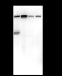 Anti-ALDH1L1 Rabbit mAb