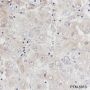 Anti-ALDH1L1 Rabbit mAb